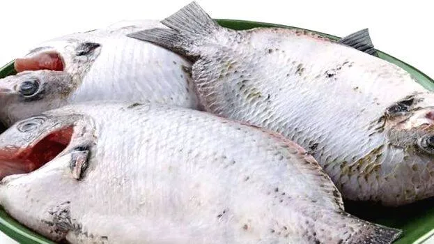 fish fish