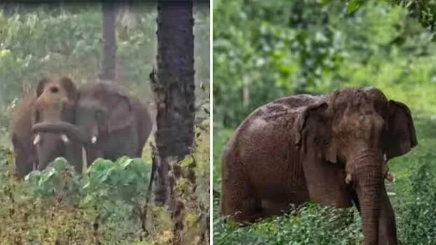 elephant