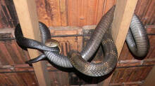 these-three-mistakes-will-invite-snakes-inside-houses