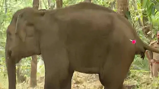 elephant