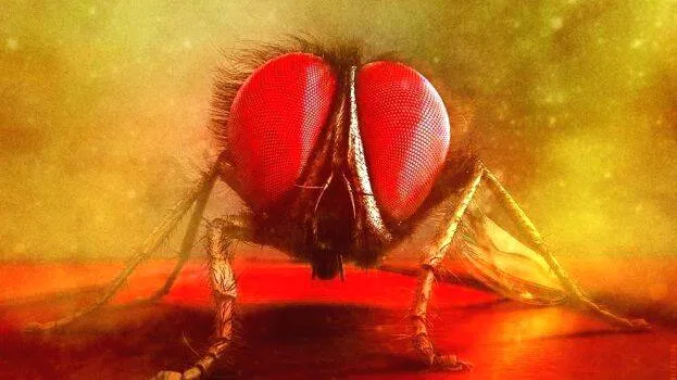 lo