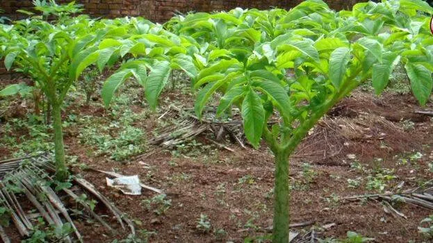 plantation