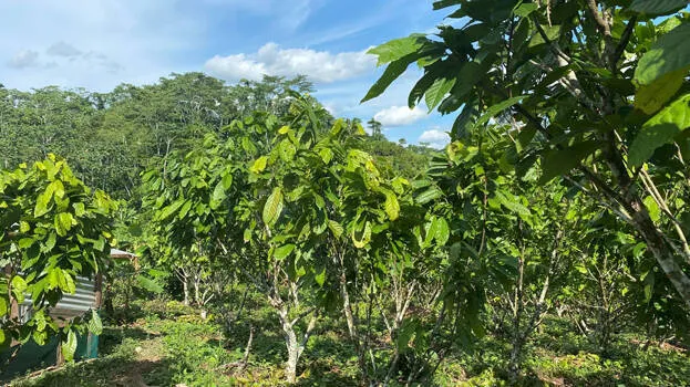 agriculture