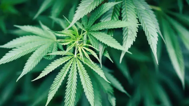 ganja-plant