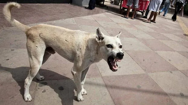 stray-dog