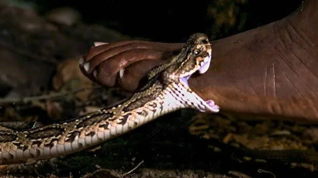 snake