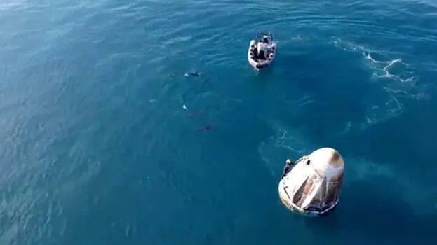 dolphins