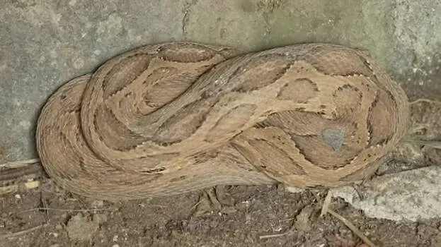snake-master