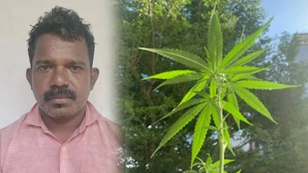 ganja