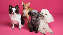 explainer-story-about-pet-cloning
