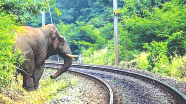 elephant