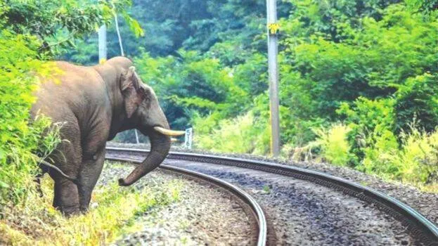 elephant elephant