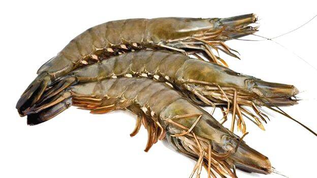 prawns