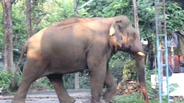 elephant