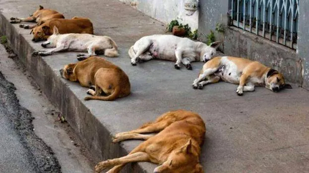 streetdogs