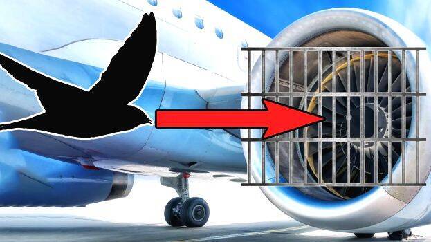 bird