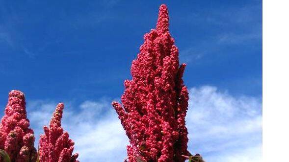 quinoa