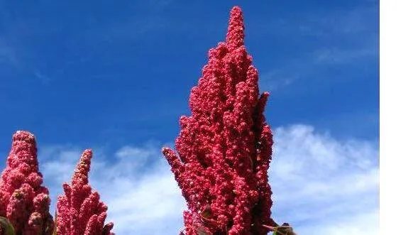 quinoa
