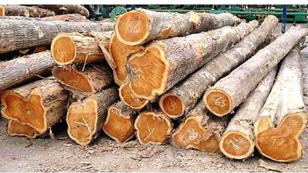teak