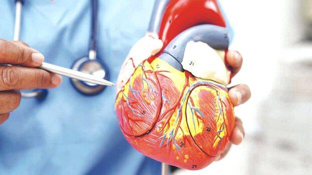 heart