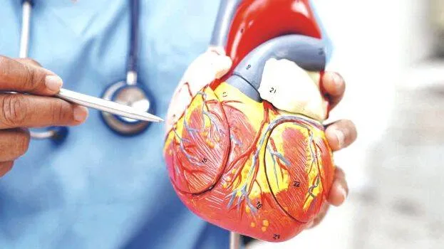 heart