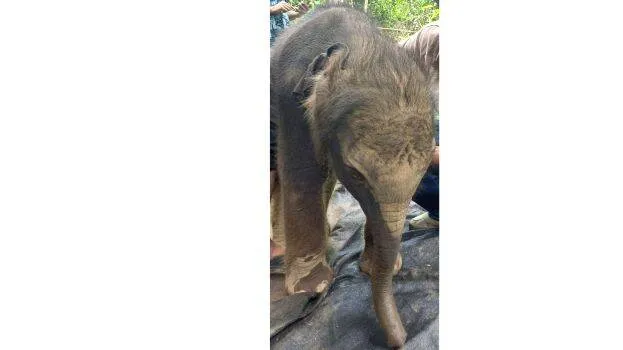elephant elephant