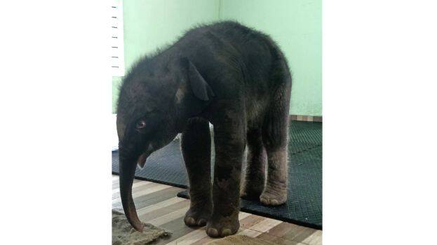 baby-elephant