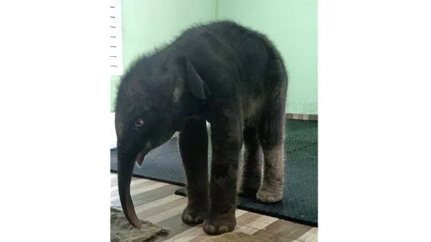baby-elephant