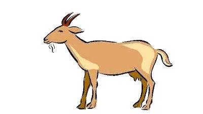 animal