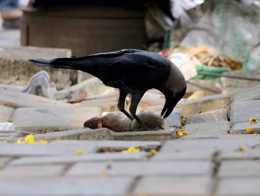 crow
