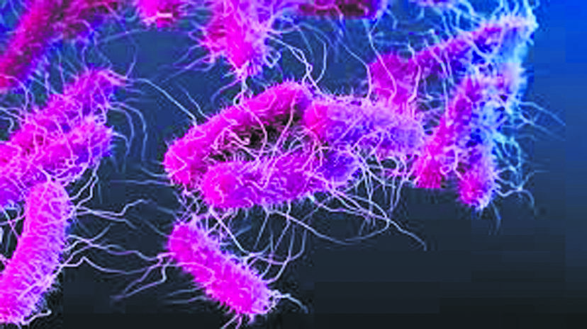 e-coli