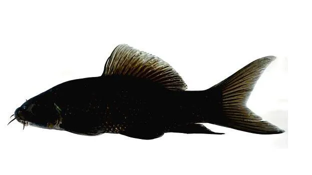 chekada