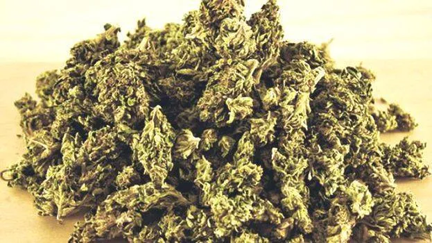 ganja