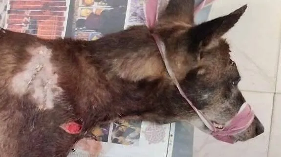 dog