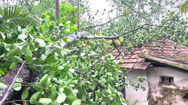 tree