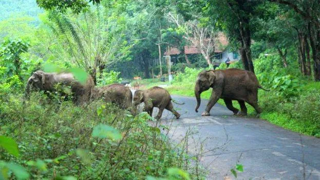 elephant