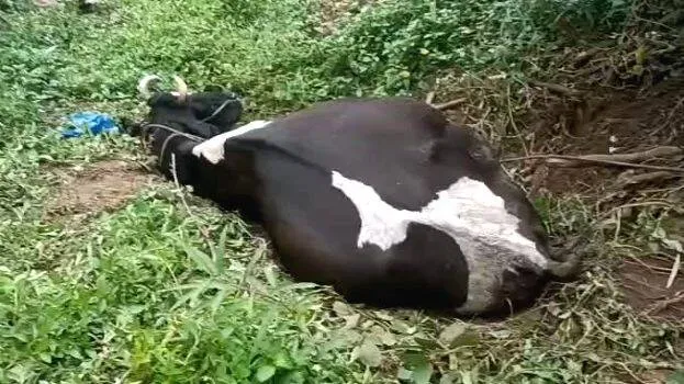 cow