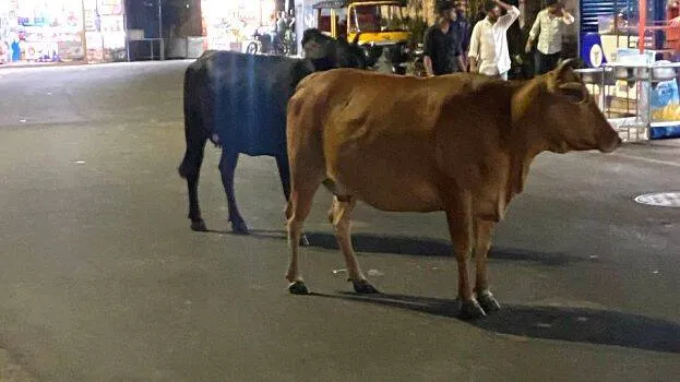 kannukali