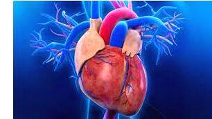 heart