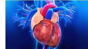 heart