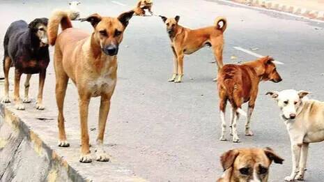 dog
