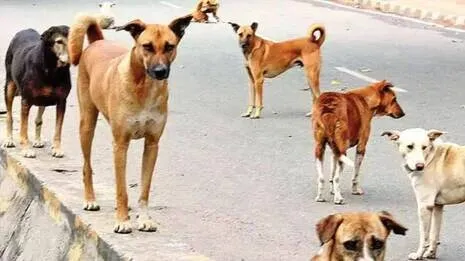 dog