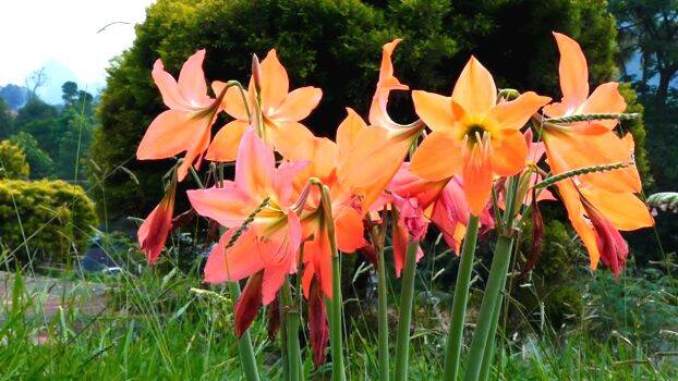 lilly