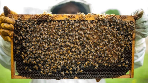 honey