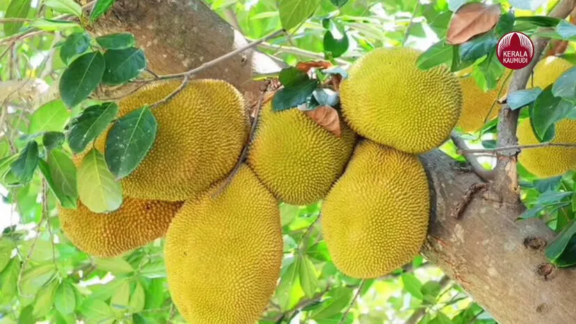 chakka