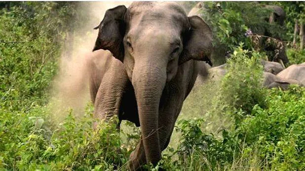 elephant