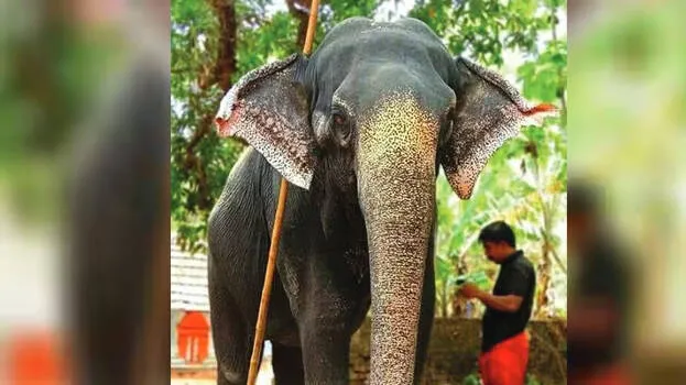nandini
