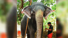 guruvayur-elephant-nandini-dies