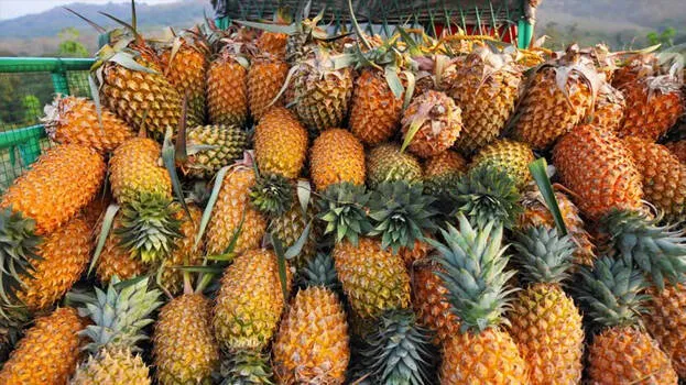 pineapple-