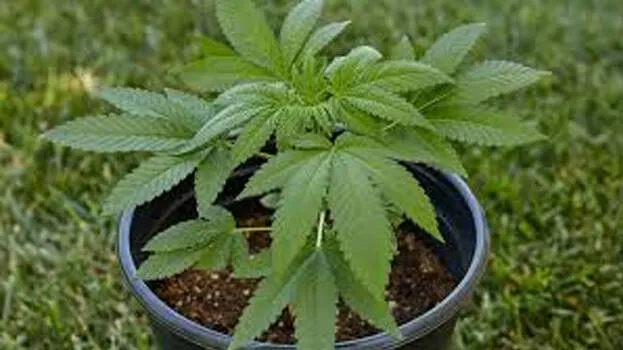 ganja